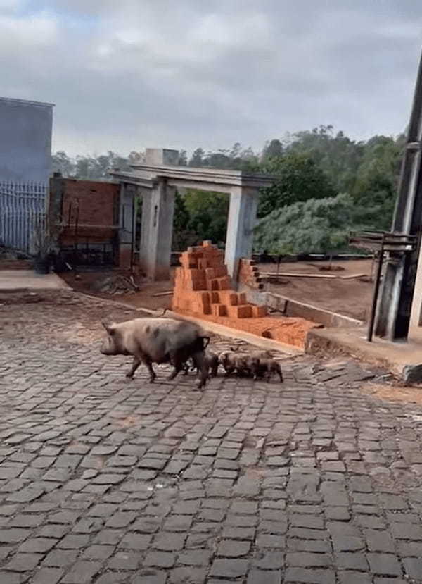 ブラジルの街中に現れた大家族。それはなんと・・ブタの母子でした！！【海外・動画】