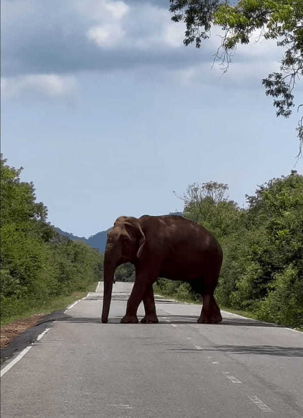 道路を通せんぼしてる！？道路を塞ぐように真ん中に立っているのは・・、巨大な『あの動物』です！！【海外・動画】