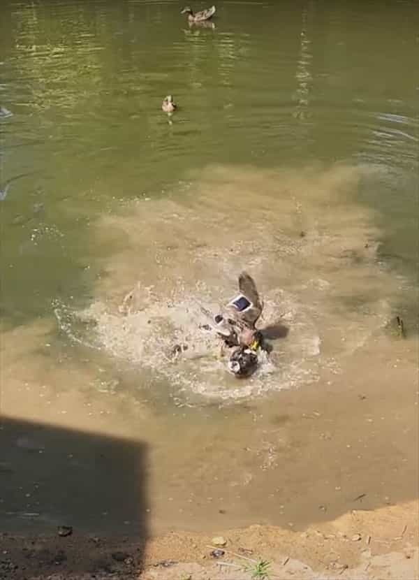 湖を泳ぐカモたちと遊びたいと水中に進んでいった犬でしたが、追い返されてしまいました！！これにはしょげたかと思いきや・・【アメリカ・動画】