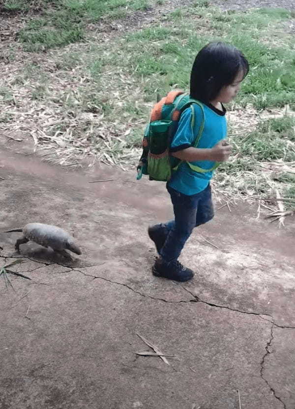幼い男の子の後ろをトコトコついて行くアルマジロ。かなり懐いているみたいで男の子がUターンした後ろもついて行く!!【海外・動画】