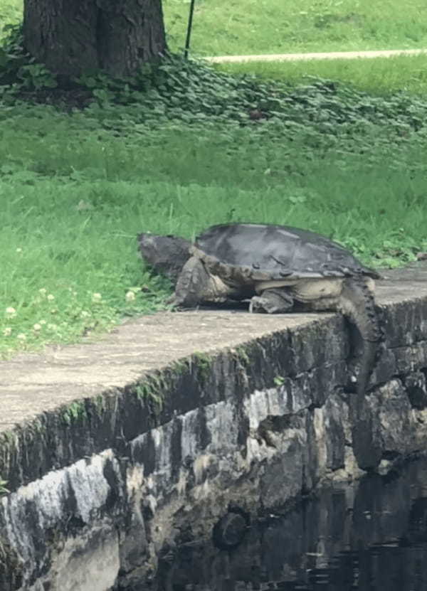 陸に上がろうとするカメ。コンクリの切り立った壁をパワフルに突破しました！！【アメリカ・動画】