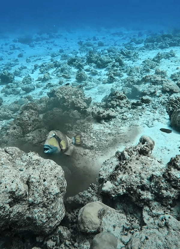 タコVSゴマモンガラ！？タコスミにたじろがない魚・・その白熱の戦いの行方は【海外・動画】