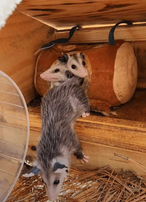 ミッチミチなのもかわいい！寝床から顔を出すオポッサムの赤ちゃんは全部で3匹かと思いきや・・【アメリカ・動画】