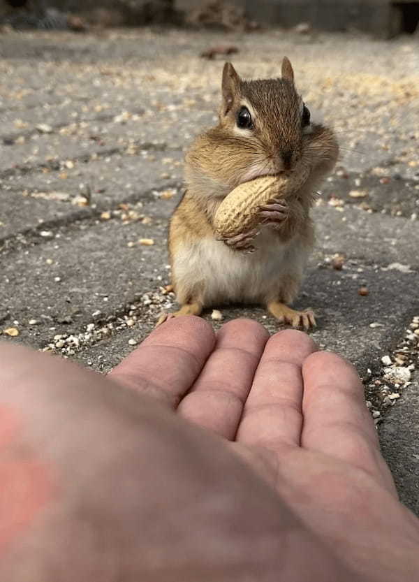 大きな殻付きの落花生が2つ。近寄ってきたリスは、どちらもほっぺたの中に入れると走り去っていくのでした！！