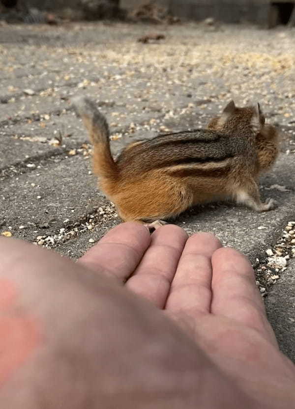 大きな殻付きの落花生が2つ。近寄ってきたリスは、どちらもほっぺたの中に入れると走り去っていくのでした！！