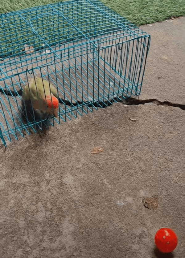 外にあるボールで遊びたいインコ。自分でケージを開けて見事にゲット！！【海外・動画】