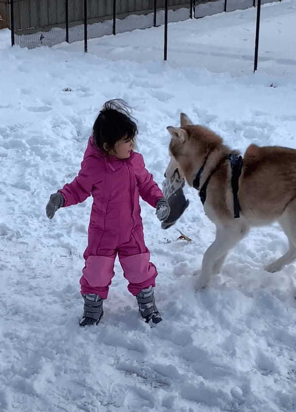 それはオモチャじゃないんだよ！？ハスキー犬が仲良しの女の子から奪い取ったのは・・【アメリカ・動画】