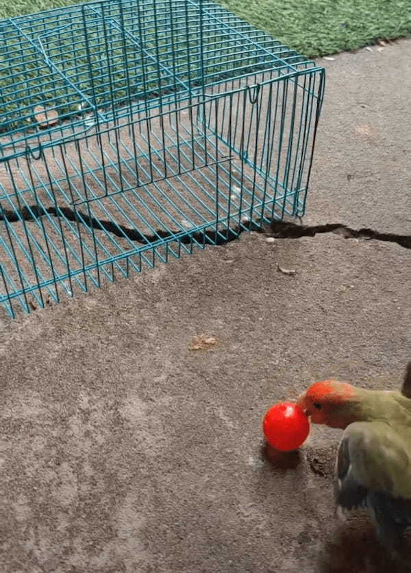 外にあるボールで遊びたいインコ。自分でケージを開けて見事にゲット！！【海外・動画】