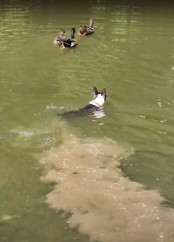 湖を泳ぐカモたちと遊びたいと水中に進んでいった犬でしたが、追い返されてしまいました！！これにはしょげたかと思いきや・・【アメリカ・動画】