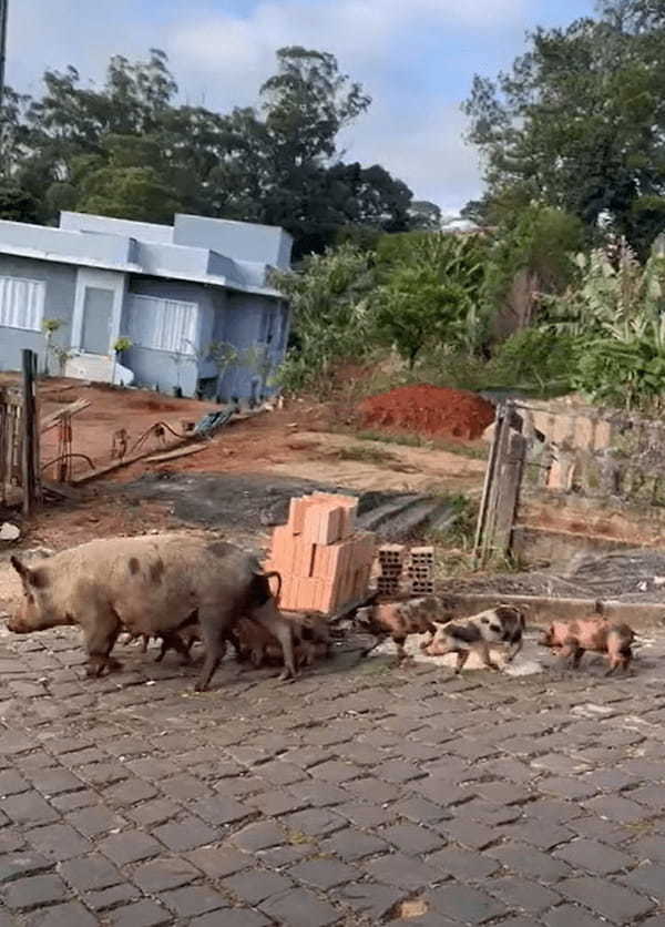 ブラジルの街中に現れた大家族。それはなんと・・ブタの母子でした！！【海外・動画】