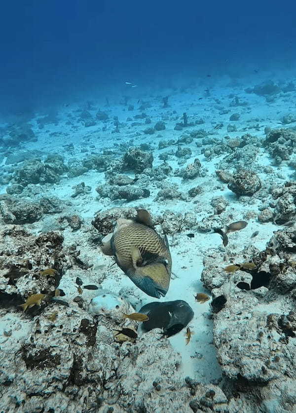 タコVSゴマモンガラ！？タコスミにたじろがない魚・・その白熱の戦いの行方は【海外・動画】