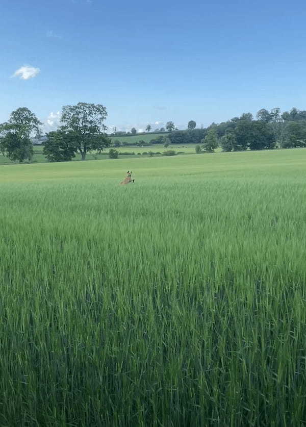 原っぱをカンガルーが跳ねて移動していると思ったら・・。その正体はお散歩中の犬でした！！