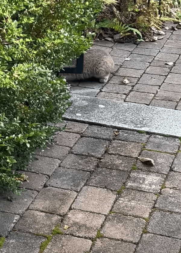 ひとりで冒険をするボブキャットの赤ちゃん。探索中の自分を見つめる姿があったことに気が付いてビックリ！！【アメリカ・動画】07.jpg