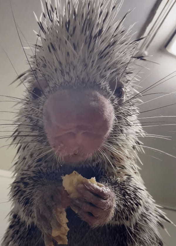 前足で器用にバナナを食べるある動物。こんな珍獣知らない！！と思ったら、触ったらチクチクしそうな『あの動物』でした！！