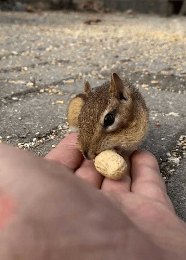 大きな殻付きの落花生が2つ。近寄ってきたリスは、どちらもほっぺたの中に入れると走り去っていくのでした！！