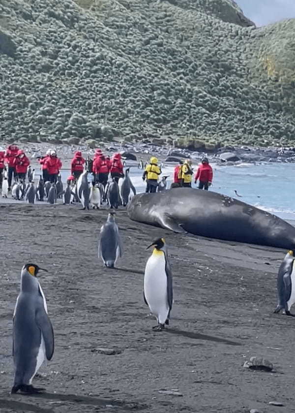 ペンギンも多く生息するサウスジョージア島。その海岸には怪獣のような巨大な影が！！その正体とは・・？？【海外・動画】