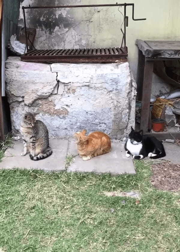 横に並んだ3匹の猫。『あくび』がどんどんうつっていく様子がかわいい！！