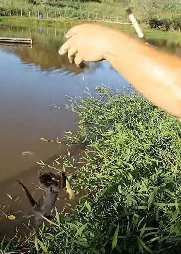 見事に魚を釣り上げた男性。その魚を狙って背後から忍び寄る影が！「あっ！この泥棒猫！！」