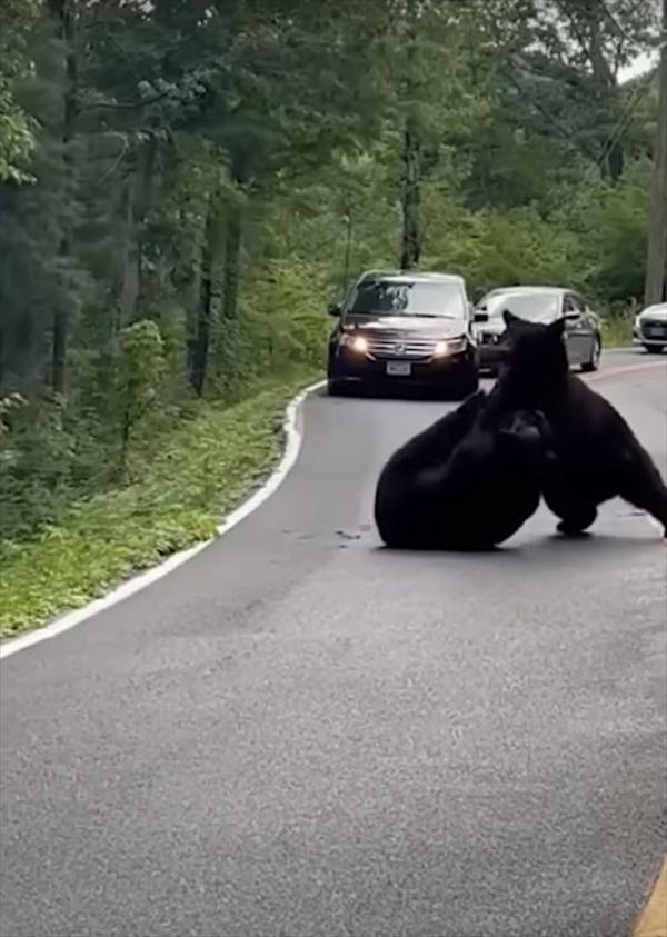 道のど真ん中で取っ組み合いをしていたのは猛獣とされる『あの動物』！その道を行こうとした車は渋滞を作ってケンカがおさまるのを待っています