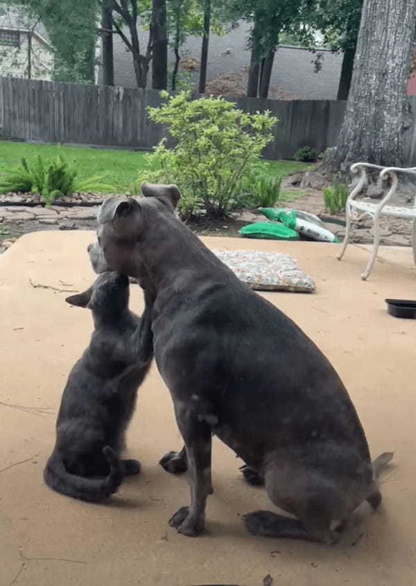 子犬がじゃれついて親にかまってもらおうとしているのかと思いきや・・。じゃれついているのは子犬ではなく、似た毛並みをした猫でした！！