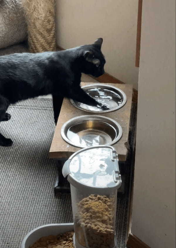 水の張った容器におててを入れて・・と。黒猫がなかなか独特な水の飲み方を披露！！【アメリカ・動画】