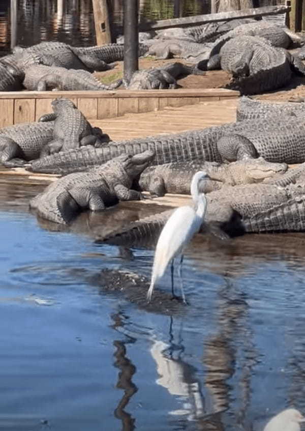 水面を漂う浮島に鳥が乗っていると思ったら・・、なんとそこは『ある生き物』の背中だったのです！！【アメリカ・動画】