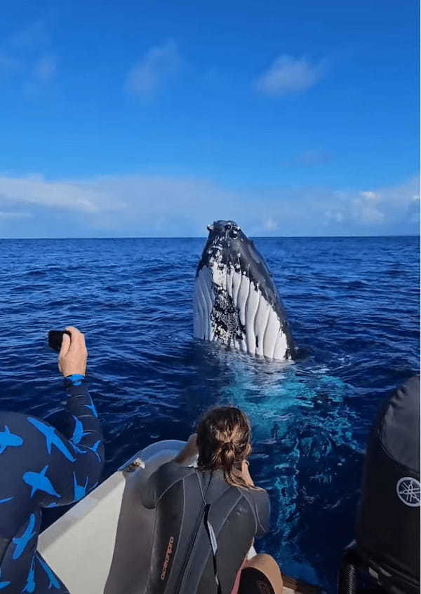 クジラが船のすぐそばにやってきた！遊ぶようなその姿にビックリ！！【海外・動画】