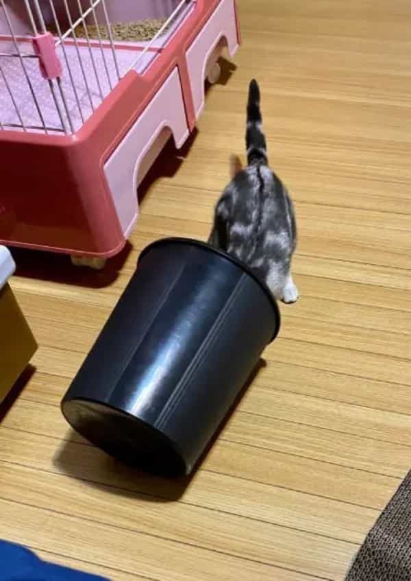 ごめんなさいニャ　ゴミ箱荒らしを追及されて「しょんぼり」しちゃった猫さん