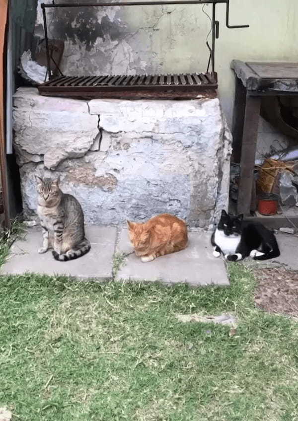 横に並んだ3匹の猫。『あくび』がどんどんうつっていく様子がかわいい！！