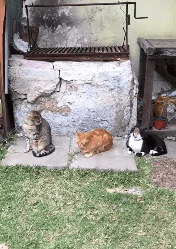 横に並んだ3匹の猫。『あくび』がどんどんうつっていく様子がかわいい！！