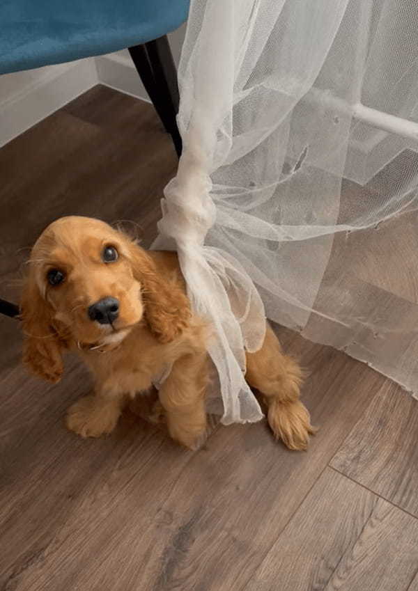 カーテンでイタズラして遊んでいた子犬。破いてできた穴にハマって抜け出せなくなっちゃいました!!【海外・動画】