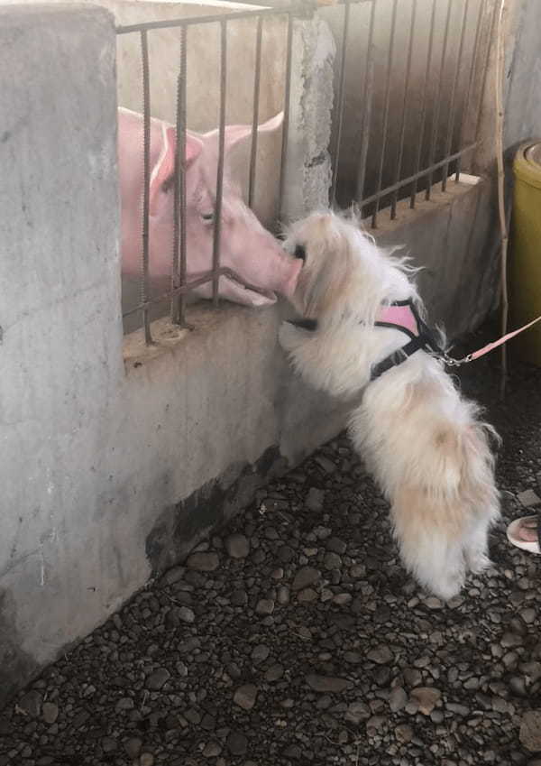 じっと見つめ合うシーズーと豚。お互いのことが気になるようで、柵越しにお互いの顔を寄せ合います！！