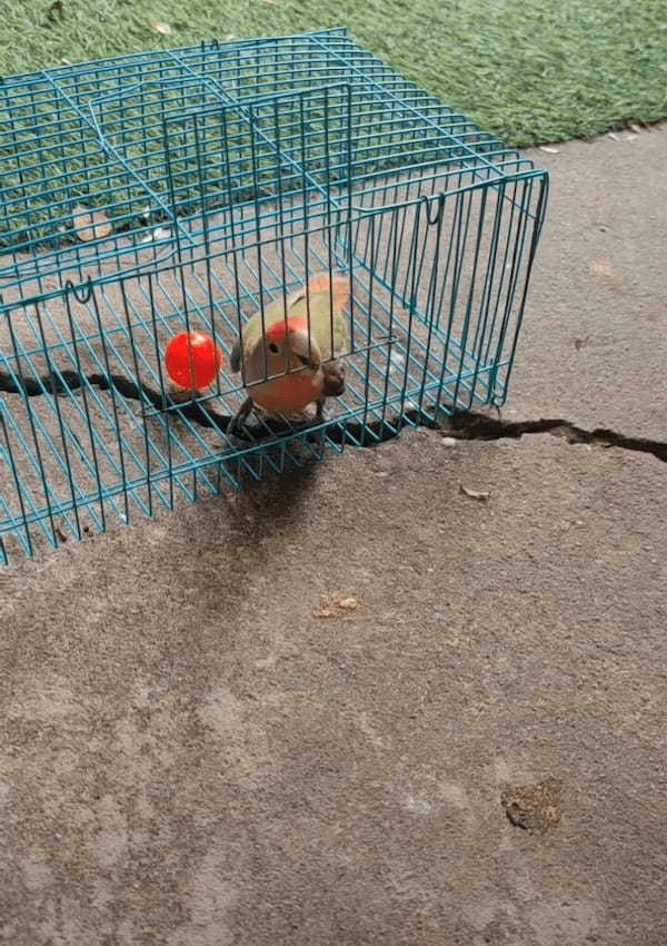 外にあるボールで遊びたいインコ。自分でケージを開けて見事にゲット！！【海外・動画】