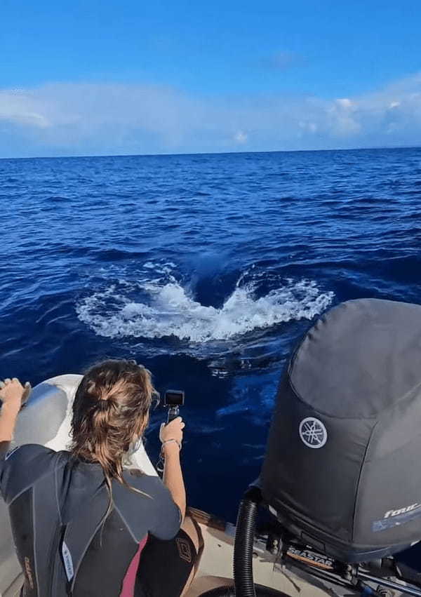 クジラが船のすぐそばにやってきた！遊ぶようなその姿にビックリ！！【海外・動画】