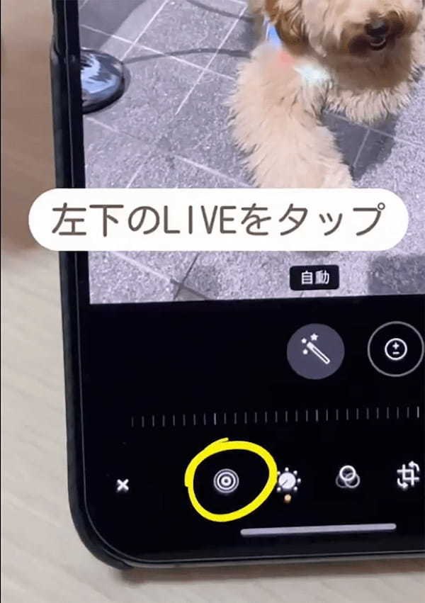 iPhoneカメラ「ペットのベストショットを簡単に撮る方法」