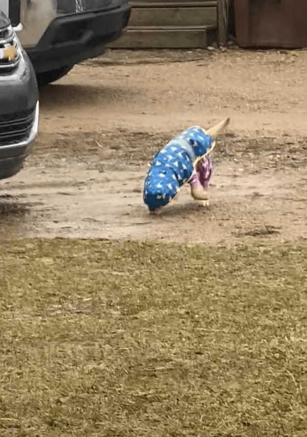 雨の中、元気に歩くゴールデンレトリバーの子犬。すぐそばにいる飼い主さんに気付いてないみたいですが、もしかして・・【アメリカ・動画】