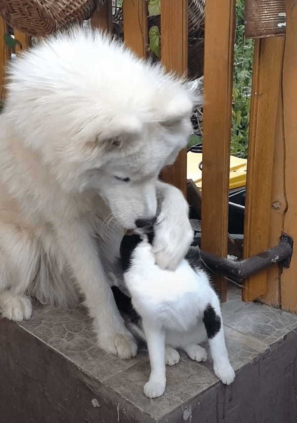 仲良しだという犬と猫。猫をもっとグルーミングしようと目一杯引き寄せる犬ですが・・、これには猫も困った？？【海外・動画】