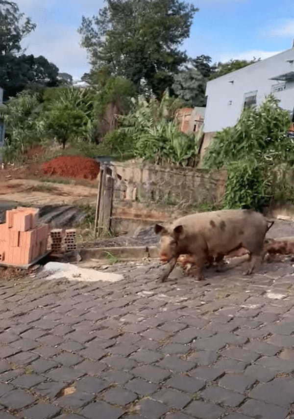 ブラジルの街中に現れた大家族。それはなんと・・ブタの母子でした！！【海外・動画】