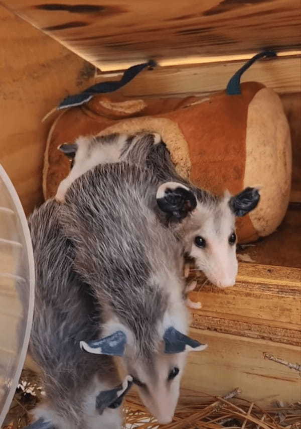 ミッチミチなのもかわいい！寝床から顔を出すオポッサムの赤ちゃんは全部で3匹かと思いきや・・【アメリカ・動画】