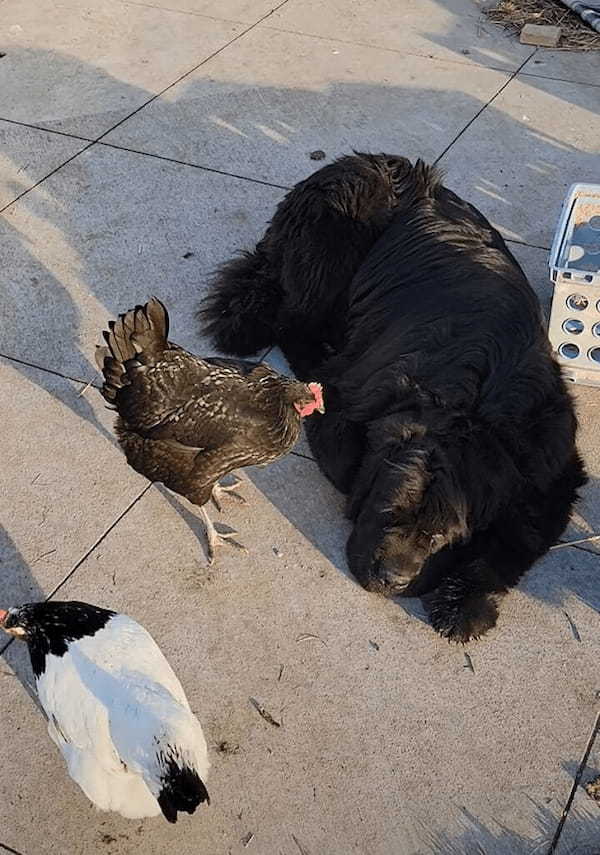 お昼寝をしたい犬たちだけど・・妨害が入って眠れなさそう！いったい何が起きていた？【アメリカ・動画】