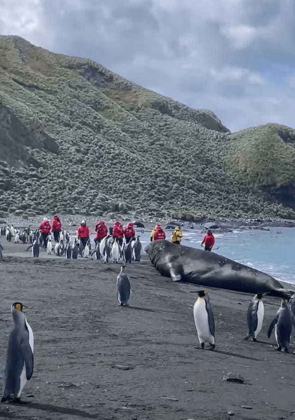 ペンギンも多く生息するサウスジョージア島。その海岸には怪獣のような巨大な影が！！その正体とは・・？？【海外・動画】