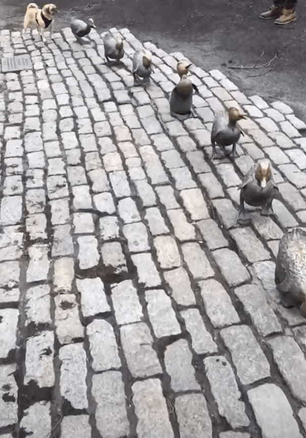 公園に設置されたアヒルの親子のブロンズ像。その最後尾にいたのは・・【アメリカ・動画】