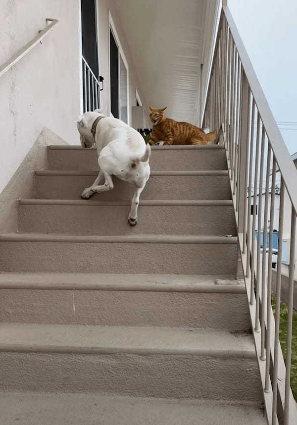 階段の上にいる猫にちょっかいをかけにいった愛犬。しかし「シャー！！」と威嚇されたその瞬間・・！！【アメリカ・動画】