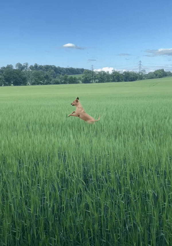 原っぱをカンガルーが跳ねて移動していると思ったら・・。その正体はお散歩中の犬でした！！