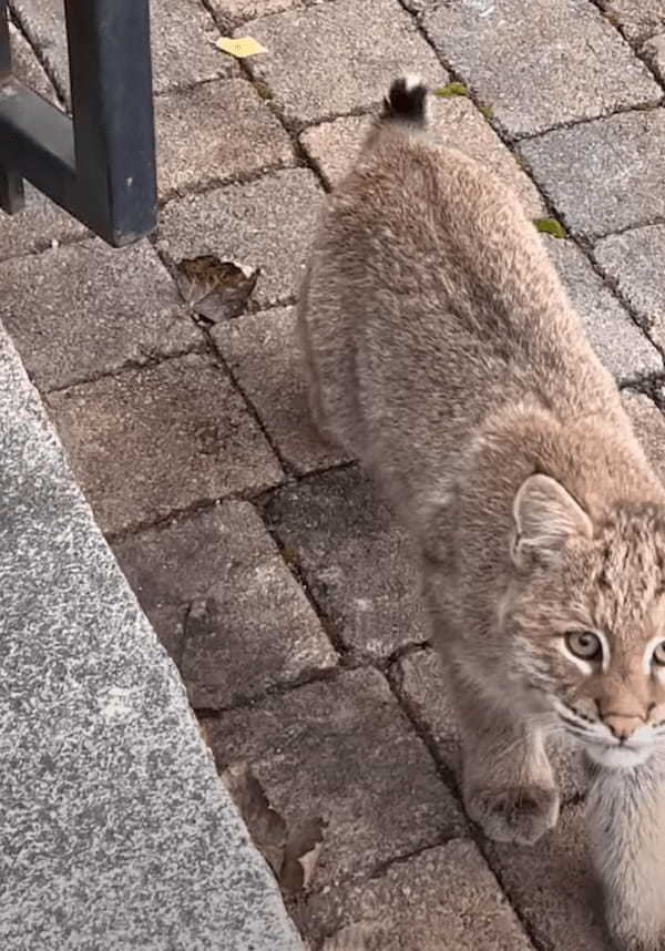 ひとりで冒険をするボブキャットの赤ちゃん。探索中の自分を見つめる姿があったことに気が付いてビックリ！！【アメリカ・動画】