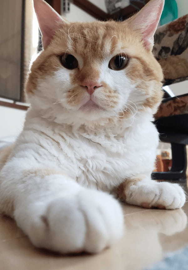 おやつにいかが? クリームパンを差し出す猫さんに購入希望者続出