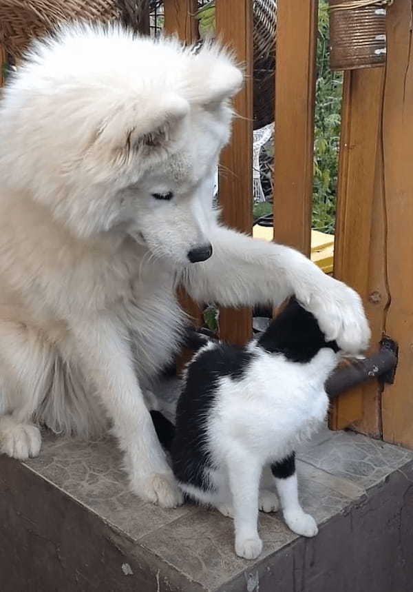 仲良しだという犬と猫。猫をもっとグルーミングしようと目一杯引き寄せる犬ですが・・、これには猫も困った？？【海外・動画】