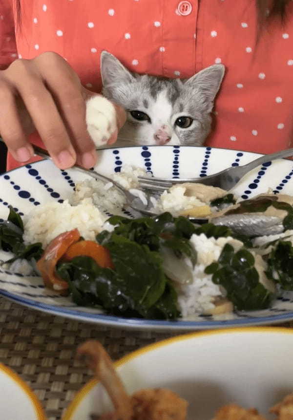 子猫は飼い主さんのご飯が気になる！おててを出す度にはたしなめられても諦めきれません！！