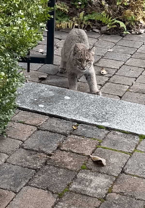 ひとりで冒険をするボブキャットの赤ちゃん。探索中の自分を見つめる姿があったことに気が付いてビックリ！！【アメリカ・動画】