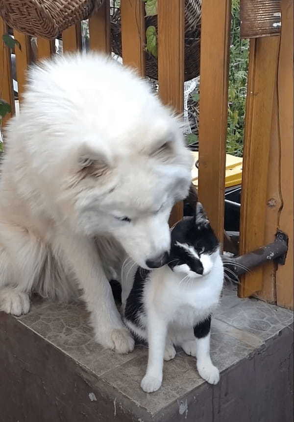 仲良しだという犬と猫。猫をもっとグルーミングしようと目一杯引き寄せる犬ですが・・、これには猫も困った？？【海外・動画】